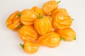 Chili pepper habaneros